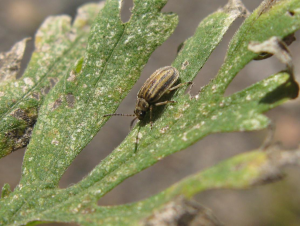 Origin yet unknown, this tiny beetle is killing off allergenic Ragweed, and spreading quickly in the EU. (Photo: P. Tóth)
