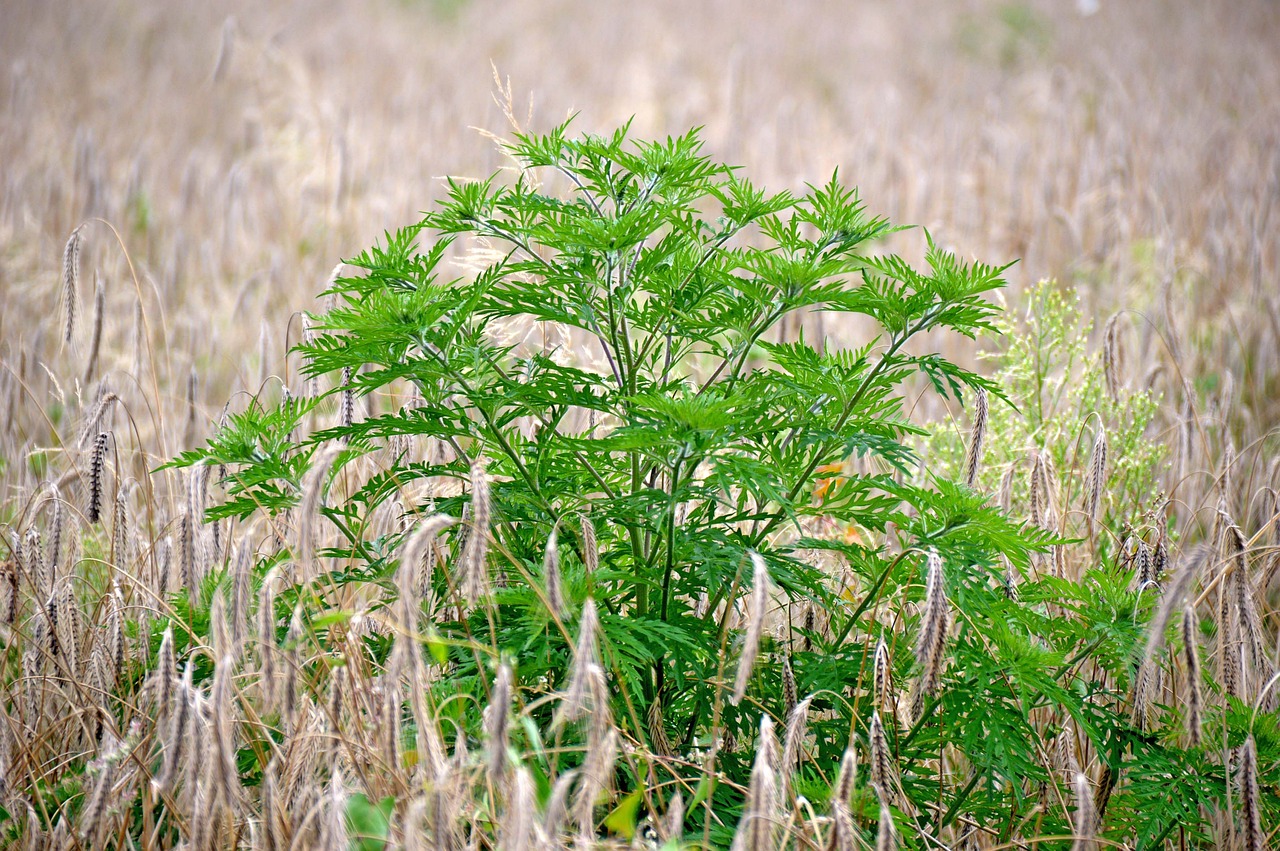 International Ragweed Society – A scientific organization. Promote the ...